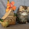 Brown and red patched tabby female Persian Kitten for sale CFA litter