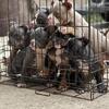 ABKC Registered Bullies 