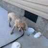 AKC Apricot Miniature Poodle Male Stud Fee