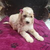 Standard poodle