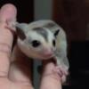 Baby White Face Sugar Glider