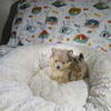 CKC Reg. Pomeranian Puppies