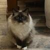 Female ragdoll