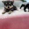 Porkie Puppies