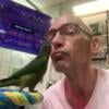 Maroon Bellied Conure Handfed Babies