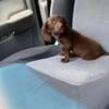 Miniature Long Haired Dachshund Puppy