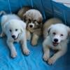 Purebred Great Pyrenees Pups looking for forever home.