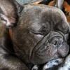 AKC French Bulldog