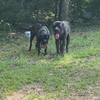 Free English mastiffs are now in guin Alabama