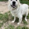 Female Great Pyrenees