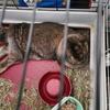 Agouti Holland Lop Bunny Rabbit