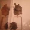 Two Baby map turtles