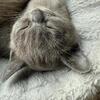 1 male Burmese Available in June