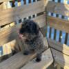 2 yr old female Schnoodle for sale
