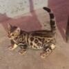 TICA Bengal kittens Ready Now