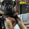 German shepherd, Happy puppies, looking for their forever home