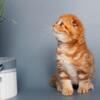 NEW Elite Scottish fold kitten from Europe with excellent pedigree, male. A Simba