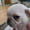 Pug puppies