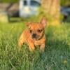 Fawn Merle Frenchie Bulldog