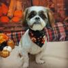 2 Yr Old Male Shih Tzu