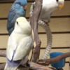 Loads of Lovebirds and Cockatiels  with cage, toys, food and instructions $450