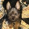 Female Yorkie Puppy Ready for New Home