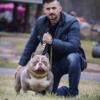 Lilac Tri American Bully Pocket Stud