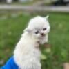 Selkirk Rex - Rare colors/lines