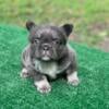 AKC -Fluffy Frenchie Puppies Ready for their furever home 