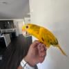 8 month old golden conure/queen of Balvaria