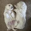 🐶 Male Maltipoo Puppies – Ready for Loving Homes 🐶