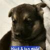 German Shepherd puppies
