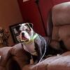Grizz - Olde English Bulldog 