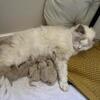 Halloween Ragdoll Kitties