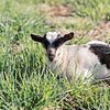 Fainting Goats for Sale