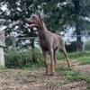 Fawn Doberman  looking for bestie