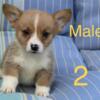 AKC Welch, Pembroke, corgi puppies