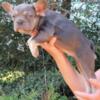 Button AKC Female French Bulldog