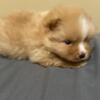 AKC Pomeranian puppies