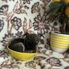 Chihuahua teacups