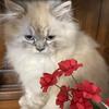 PERSIAN HIMALAYAN CFA  MALE SEAL POINT KITTEN $700