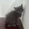 Maine Coon Russian Blue Cross Females