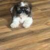 beautiful male shih tzu