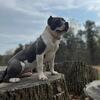 ABKC POCKET AMERICAN BULLIES 
