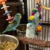 Parrotlets-Blue & more