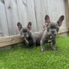 French Bulldogs 12 weeks old