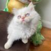 beautiful persian cats