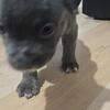 Bullies for sale