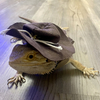 Bearded  Dragon