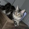 Purebred Maine Coon Kittens available!